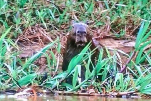 Capybara, koja je postala svjedok lova postala je poznata na internetu